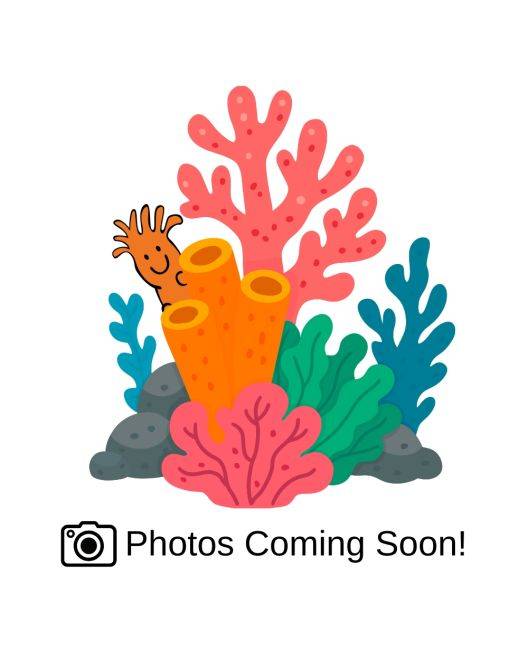 ORA Micronesian Imperial Acropora Coral