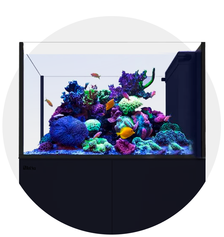 Aquariums and Stands