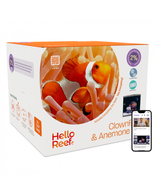 Clownfish & Anemone Aquarium Kit