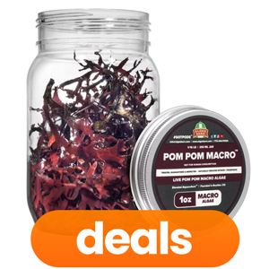 Live Fish, Corals and Inverts On Sale