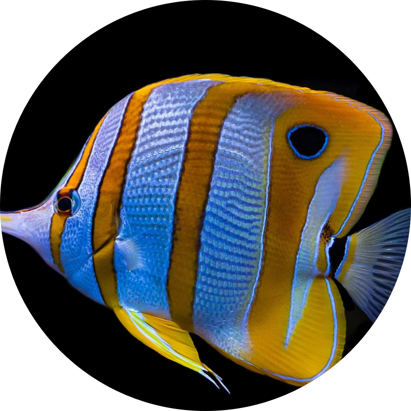 It’s the coolest hobby you will ever have.