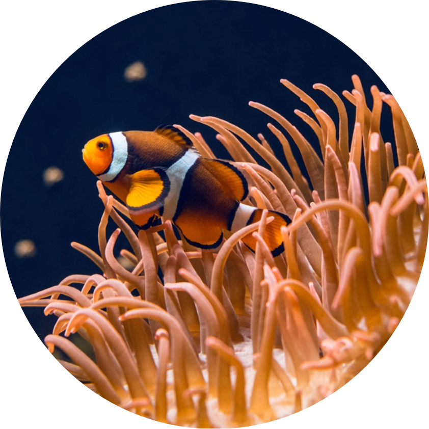 Our world’s reefs are among the most precious ecosystems in the world