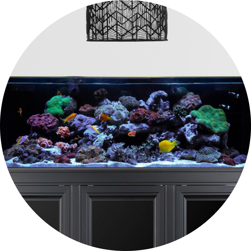 BRs is a thought leader in saltwater aquarium care